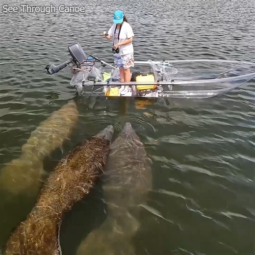 See Through Canoe (Since 2007) on Instagram: "Curious manatees swimming up to a clear boat to look it over. One of them checked to see if there was any algae on the boat. Manatees often clean the algae of docked or anchored boats. They will eat almost any kind of vegetation, not just seagrass. #animals #nature #amazing #wildlife #awesome #florida #explore #ocean"