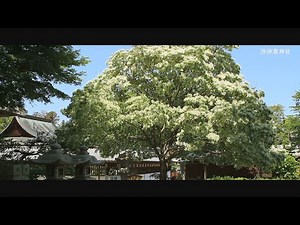 なんじゃもんじゃの木 沙沙貴神社 近江八幡市安土町常楽寺1