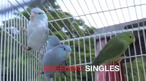 Available Parrotlets For Sale Parrotlet Breeding Singles