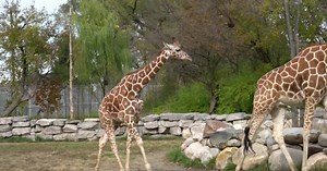 2-year-old giraffe Zara arrives at the Detroit Zoo