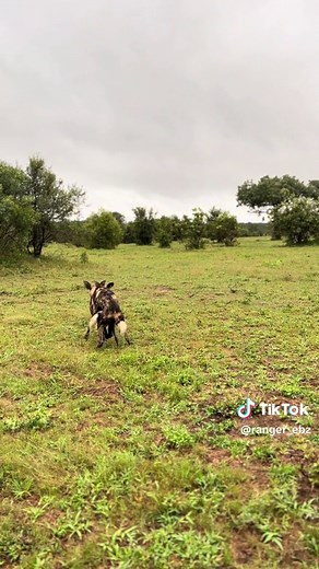 Wild dogs mating maybe pups in the near future can’t wait. #dulinimoments #painteddog #wildlife #africa #nature #safari #sabisands #wilddog #dulini