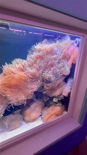 Bubbletip Anemone Display
