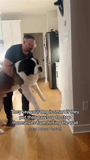 Bruno the Saint Bernard on Instagram: "Smart dog challenge… success 🤣 #dogs #saintbernards @dogsofinstagram"