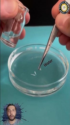 Mitosis in Onion Root Tip | Under Microscopre #experiment #class12