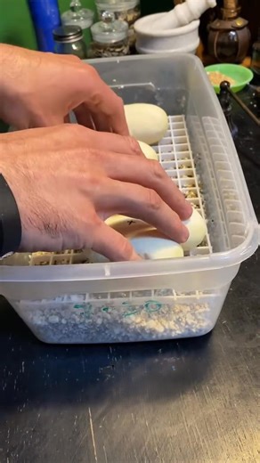 Snake babies hatching in time lapse