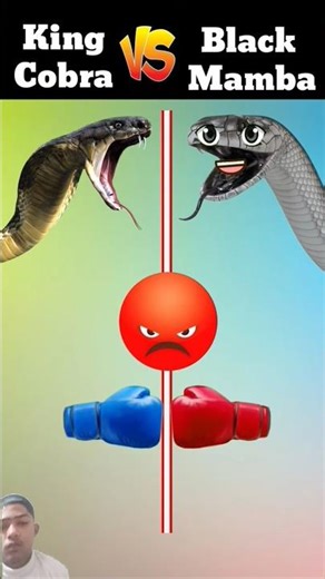 King Cobra vs Black Mamba ❓#shorts​ #snake​