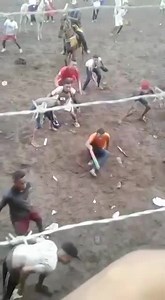 Using Bull to Test Stupidity Levels