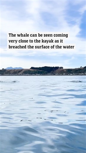 That's a little too close for comfort. 🐳 | News.com.au