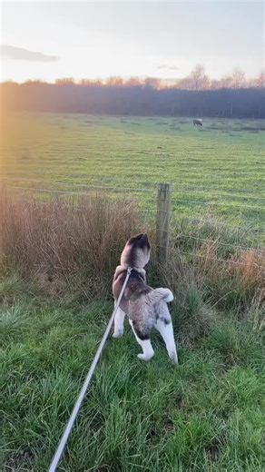 Discover the Joy of Raising an American Akita Puppy