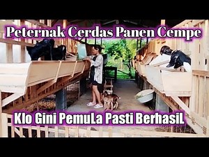 ternak kambing pemula || lebih cepat hasil dengan cara seperti ini
