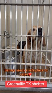 RESCUED BY THE PAWERFUL RESCUE❤️ Cage 27 #25044- Greenville,TX 🩶SENIOR ALERT🩶 $210 pledge to a nonprofit rescue BARNEY is a basset hound/ beagle mix male who was found as a stray and not reclaimed. This old man is incredibly sweet and is looking for a soft couch to retire on. 9 yrs old He can be adopted for $75 which includes mandatory neuter, rabies vaccine, and microchip. | Advocates for the Animals at Greenville Animal Control Shelter