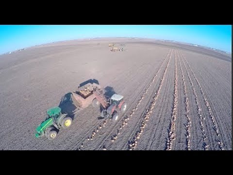 Harvesting Pumpkins in Central Illinois - November 2017