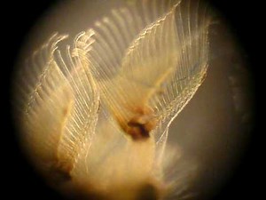 Pectinatella magnifica