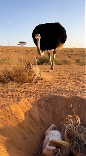 Lynx Attack Thwarted by a Mother Ostrich's Mighty Kick