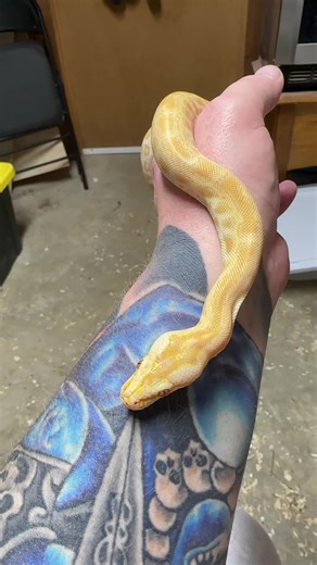 Female Pearl Het Granite Burmese python #burmesepython #burmesepythonsoftiktok #ballpythonbreeder #ballpythons #ballpythonsoftiktok #snakesoftiktok #reptilesoftiktok #foryoupage #fyp