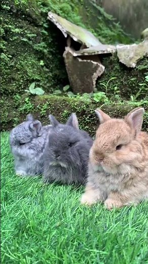 Cutest Baby Bunnies Ever! 🐰❤️ Too Adorable to Handle! #bunny #cute #pets