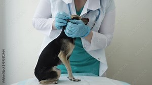 veterinarian checks the ears of a small dog, dog examination in veterinary clinic