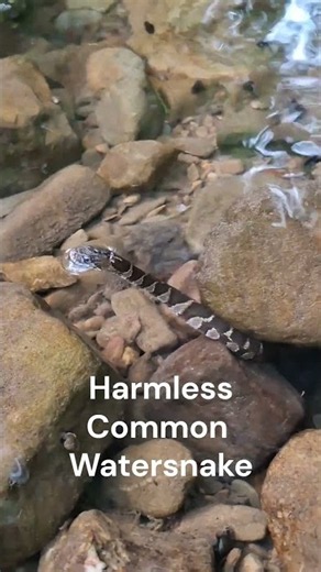 Common Eastern Watersnake