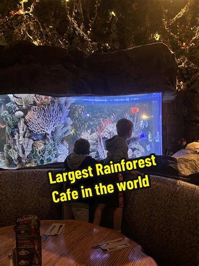 🌿 the wildest dining experience at the largest Rainforest Cafe in the world at Disney's Animal Kingdom! 🍽️✨ The atmosphere was like stepping into a jungle, complete with amazing animatronic animals and delicious food! 🌍🦜 The storm interaction with the erupting volcano was a thrilling surprise, and we couldn’t resist the volcano dessert! 🌋🍰 #RainforestCafe #DisneyDining #AnimalKingdomAdventures