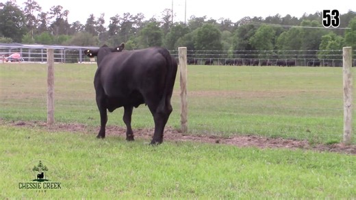 Lot 53: Chessie Creek Farm - Chessie Creek Bred Heifer Sale