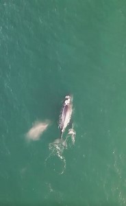 96K views · 1.1K reactions |  + : @skypacking Did you know that humpback whale calves can weigh up to one ton at birth? These gentle giants start their life journey with a powerful jump into the ocean to take their very first breath. Their mother guides them on their first swim, teaching them how to use their fins and flukes to navigate the vast ocean. #MarineMonday #humpback #whale | Discovery | Facebook