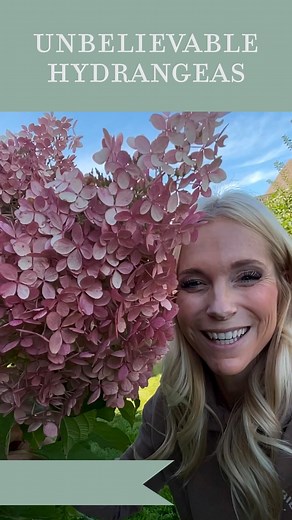 Have you ever seen a 15 inch hydrangea bloom??? These hydrangeas don’t mess around, and I’m here for it. Phantom hydrangeas are HUGE. They are by far the largest variety that I grow. These are actually topiaries and are on either side of the top of our garden staircase framing the entrance to our backyard. The blooms get so large that we have to make sure we prune them off every fall before it starts to snow or else, the trees, crack, and bend with the weight. they were actually mislabeled when 
