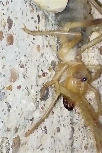 Solifugae 😱 (Camel Spider) at Night 🌌 | Rare Desert Predator