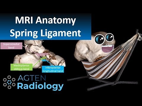 Spring Ligament Complex MRI Anatomy