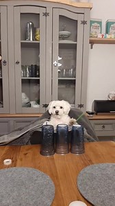 211K views · 2.5K reactions | The world is getting weirder every day... Dexter the talented Maltese playing 'Dance Monkey' has gone viral on TikTok 論 | Cool FM | Facebook