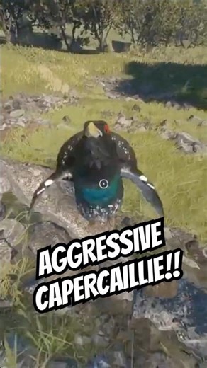 Aggressive Capercaillies ALWAYS Got Beef!! 🐧😡🔫 #shorts #cotw