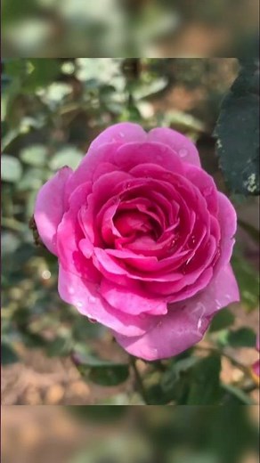 Rose flower wallpapers #rose #shorts