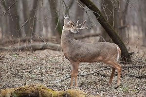 Two special deer hunts will be held in Minnesota to combat CWD