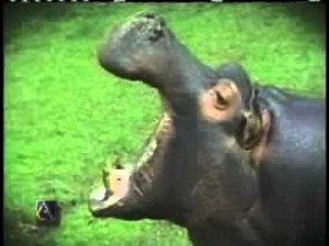 Detroit Zoo Ad from the 80s