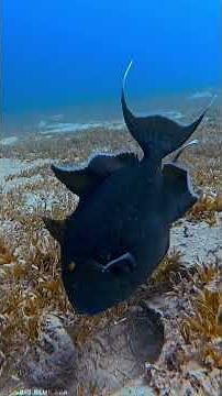 5 fascinating facts about the Blue Triggerfish (Pseudobalistes fuscus).