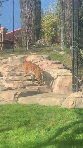 TIGER 🐅 TIGRE Six Flags Discovery Kingdom