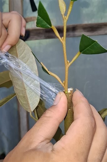 Bibit Durian Musang King: Tips untuk Penanaman