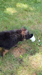 Z3 imprinters! Zaya cracks me up so much! She loves to strut!! | Samherz Shepherds German Shepherds