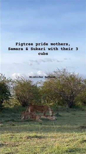 Figtree pride mothers Samara & Sukari with their 3 adorable cubs in Grasslands of Masai Mara.