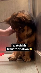 Watch the moment dog with one eye realizes he's adopted 😊 | Rocky Kanaka