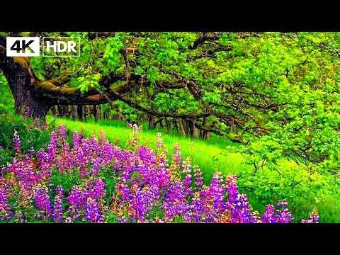 Beautiful Relaxing Music 🌿 Calm Your Nervous System & Relieve Stress & Deep Sleep