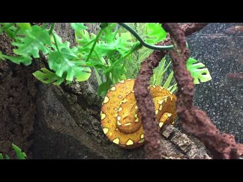 Les différentes localités de python vert (Morelia viridis) Aru, Biak, Jayapura, Sorong