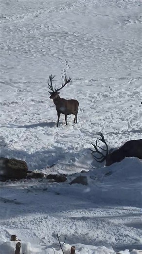 Hillside Game Ranch & Guide Service on Reels