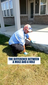 Mole or Vole? Here’s the Difference A quick way to spot what’s digging up your lawn: 👉 Voles tunnel above ground 👉 Moles push soil up from underneath Knowing which one you have helps you treat it fast before more damage spreads. Comment vole or mole if you've seen this in your yard. #LawnCare #PestControl #LawnDamage #YardHelp #MoleVsVole #IndianaHomeowners #LawnRepair #OutdoorTips #BlueDuckLawn | Blue Duck Pest Control