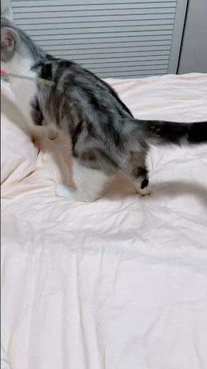 Playing with Catty #catty #cat #catvideos #animalvideos #kitten #kitty