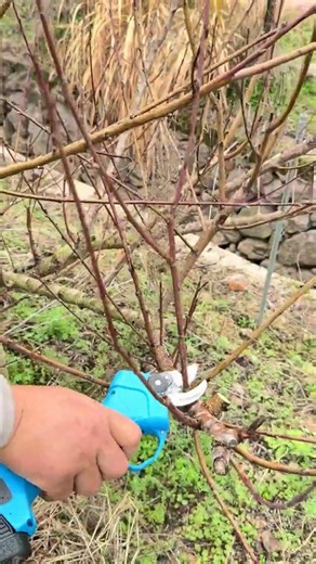 How to prune old branches for maximum growth#peachtree #pruning#sgears