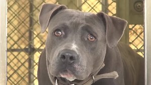 218 reactions · 695 shares | IVY is so beautiful with gentle energy...