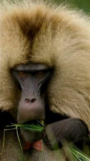 Baboon sound | Baboon sound video | Baboon video