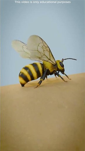 Easy Steps After a Bee Sting 😌🐝 #shortvideo