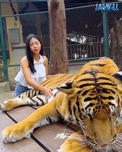 When Animals Strike Back 🐾 | JayWill