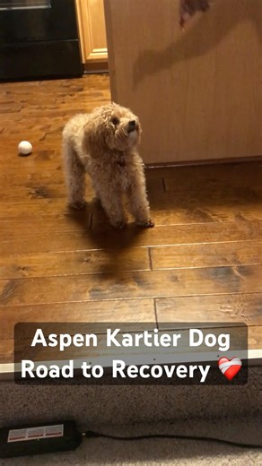 Aspen Kartier Dog Road to Recovery ❤️‍🩹 #pets